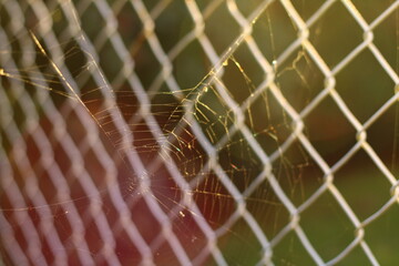 Spider web and wire fence 