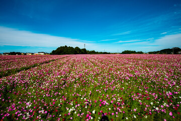 三光のコスモス