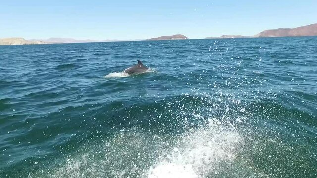 Pov of pod of bottlenose dolphins swimming and jumping alongside a small boat in Bahia de los Angeles, Baja California, Mexico.