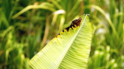 Banana leaf in the Intag Valley, outside of Apuela, Ecuador