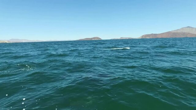 Pod of dolphins swimming and playfully jumping in the Sea of Cortez in Baja California, Mexico.