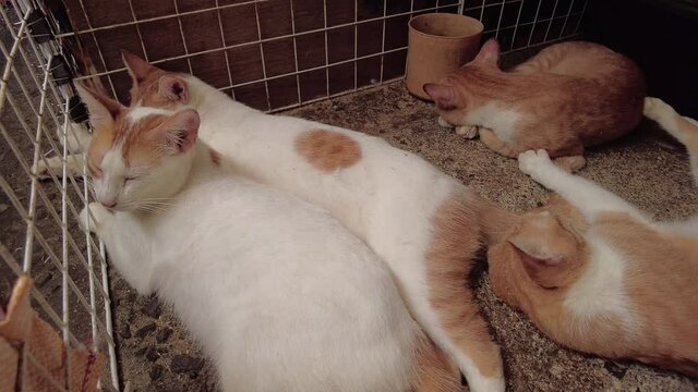 Four cats lying on the floor in a cage. They're mixed-colored cats with white and orange. They are just lying around. The three cats are well-asleep while the other one is awake. They are all calm.