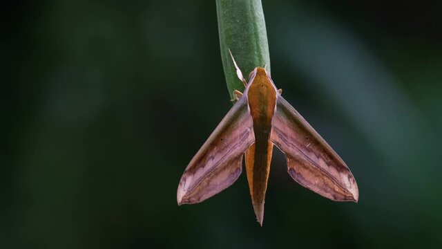 Hanging on an elongated pod of a plant swinging with a gentle wind; Yam Hawkmoth, Theretra nessus, Khao Yai National Park, Thailand.