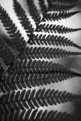 Close up of silver fern