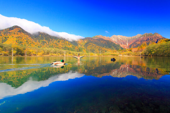紅葉の大正池と穂高連峰とカモ, 松本市,長野県