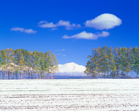 新雪の丘と白樺並木越しの大雪山, 旭川市,北海道