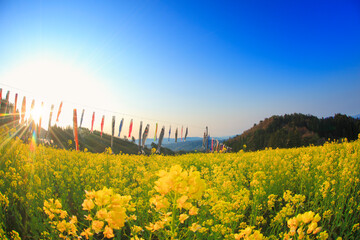 こいのぼりと菜の花畑と朝日の光芒と四阿山方向の山並み, 長野市,長野県