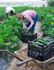 Portrait of latin american farm worker gathering crop of green courgettes on farm field in springtime. Harvest time