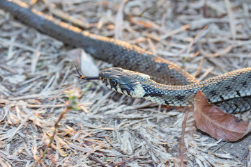 Baby snake (natrix tessellata) crawling in the autumn grass with its tongue sticking out macro side view