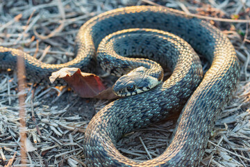 Baby snake (natrix tessellata) lies on yellow grass top view close up