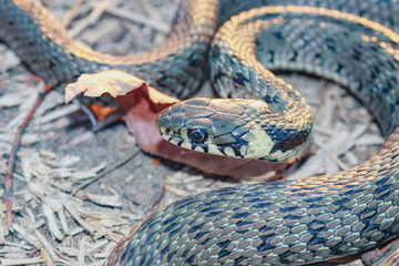 Baby snake (natrix tessellata) lies on yellow autumn grass top view close up