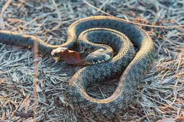Baby snake (natrix tessellata) lies on the autumn grass