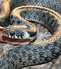 Fototapeta premium Baby snake (natrix tessellata) lies on yellow grass top view close up