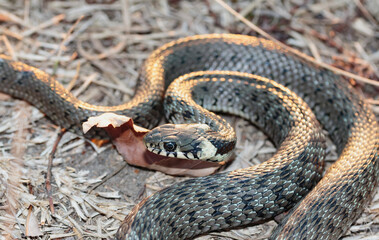 Baby snake (natrix tessellata) lies on yellow autumn grass top view