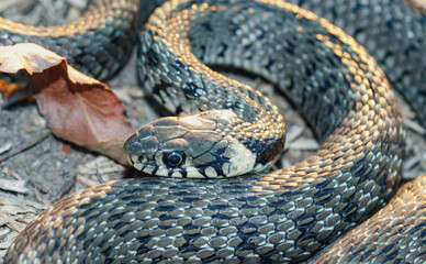  Baby snake (natrix tessellata) lies on yellow grass top view close up