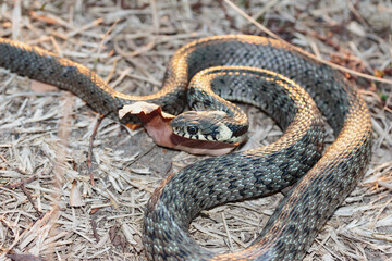 Baby snake (natrix tessellata) lies on yellow autumn grass