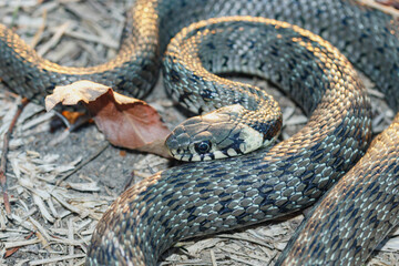Baby snake (natrix tessellata) lies on yellow grass top view