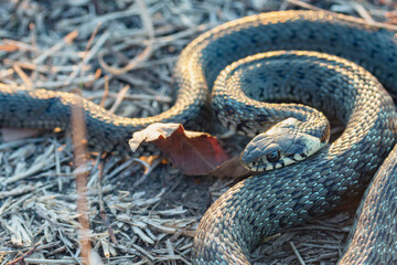 Baby snake (natrix tessellata) lies on the autumn grass top view