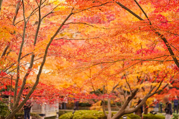 大田黒公園の紅葉2