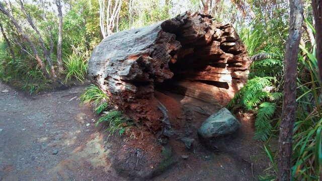 Dead Kauri tree log on a hiking trail in the Pinnacles. Coromandel Peninsula, New Zealand