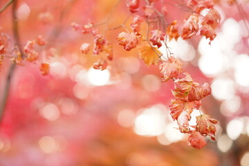 枯れかけの紅葉1