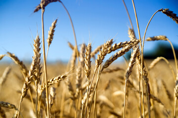 Obraz premium Stems of wheat with grain for flour production, wheat field.