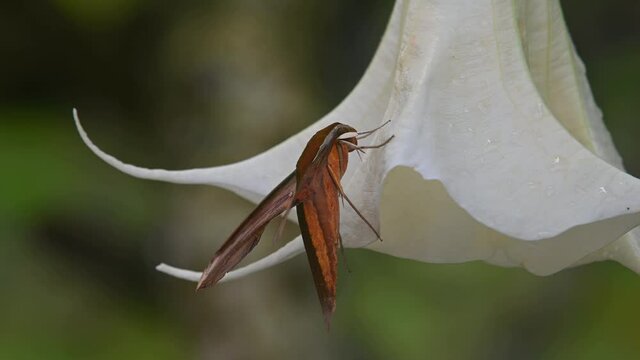 Seen from its side perched on a yellow bell like flower swinging with a gentle wind; Yam Hawkmoth, Theretra nessus, Khao Yai National Park, Thailand.