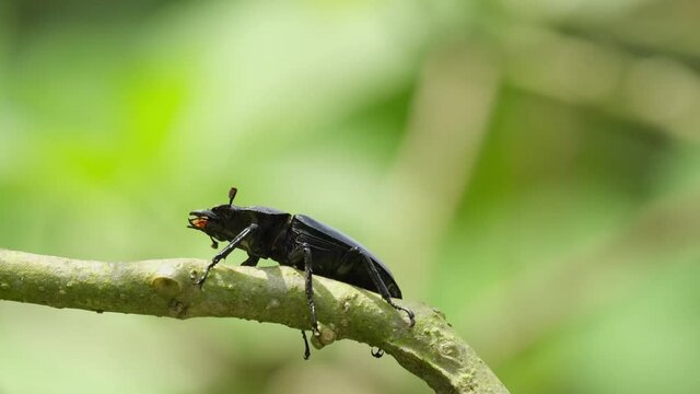 Seen moving its legs and antennae while the branch moves with the wind under the shade of the tree during a hot afternoon; Stag Beetle, Hexarthrius nigritus, Khao Yai National Park, Thailand.