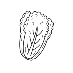 Lettuce vector illustration in doodle drawing style isolated on white background