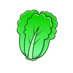 Lettuce romaine vector illustration isolated on white background