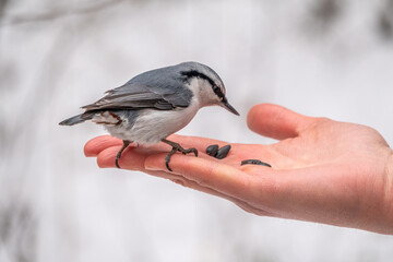 The Eurasian nuthatch eats seeds from a palm. Hungry bird wood nuthatch eating seeds from a hand during winter or autumn