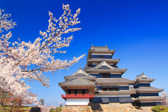 ソメイヨシノと松本城, 日本,長野県,松本市