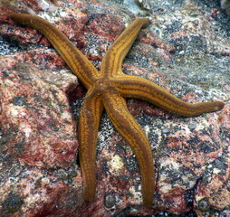 Obraz na płótnie Canvas Costa Rica Pacific sea life