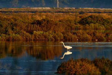 Greater flamingo feeding in Pond of the Pesquiers Natural site in Hyères