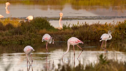 Badkamer foto achterwand Greater flamingo feeding in Pond of the Pesquiers Natural site in Hyères © BiceksPhoto