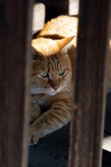 Obraz premium 龍泉寺