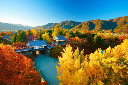 上田城の夕景と紅葉のイチョウとケヤキ, 日本,長野県,上田市