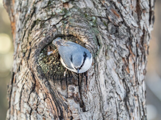 Eurasian nuthatch or wood nuthatch, lat. Sitta europaea, sitting on a tree trunk with a blurred background.