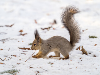 Naklejka na ściany i meble Squirrel hides nuts in the white snow