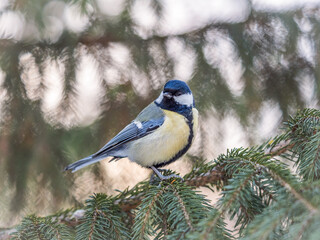 Cute bird Great tit, songbird sitting on the fir branch