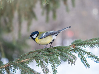 Cute bird Great tit, songbird sitting on the fir branch
