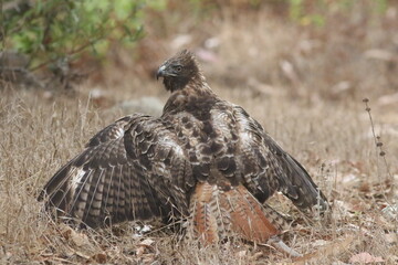 Subadult red-tailed hawk with wings open