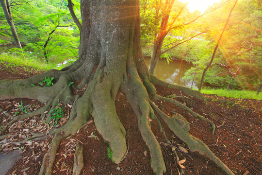 ケヤキの大樹の根と夕日の木もれ日の光芒, 日本,長野県,上田市
