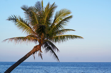 Fototapeta na wymiar coconut tree on the beach