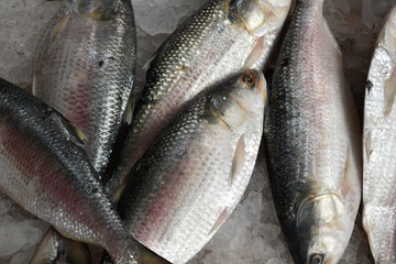 Pile of Fresh Ilish Fish or Hilsa Fish.