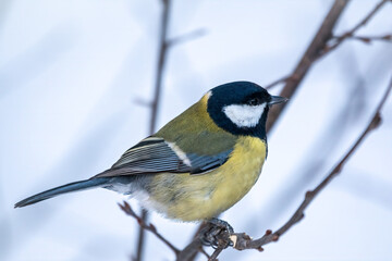 Obraz premium Cute bird Great tit, songbird sitting on a branch without leaves in the autumn or winter.