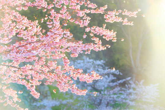 桜と朝の光, 日本,長野県,上田市