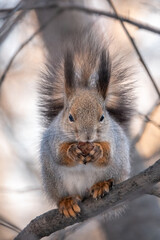 Fototapeta premium The squirrel with nut sits on tree in the winter or late autumn