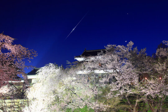 上田城の桜のライトアップと流星, 日本,長野県,上田市