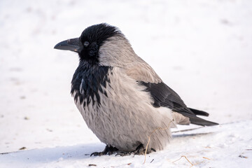 Crow in the snow on a winter day close-up